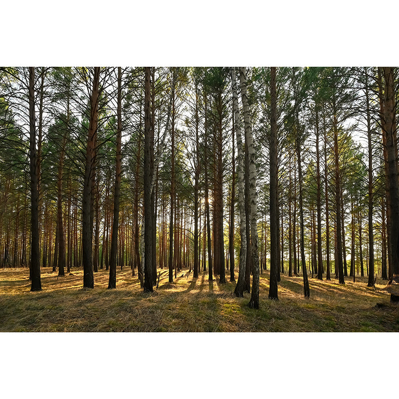 Simple Forest Wall Mural Decal Full Size Moisture Resistant, Made to Measure