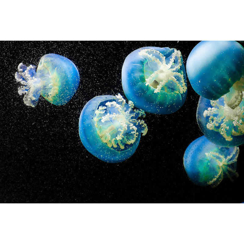 Rich Marine Life Wall Mural Decal for Sitting Room Bedroom, Made to Measure