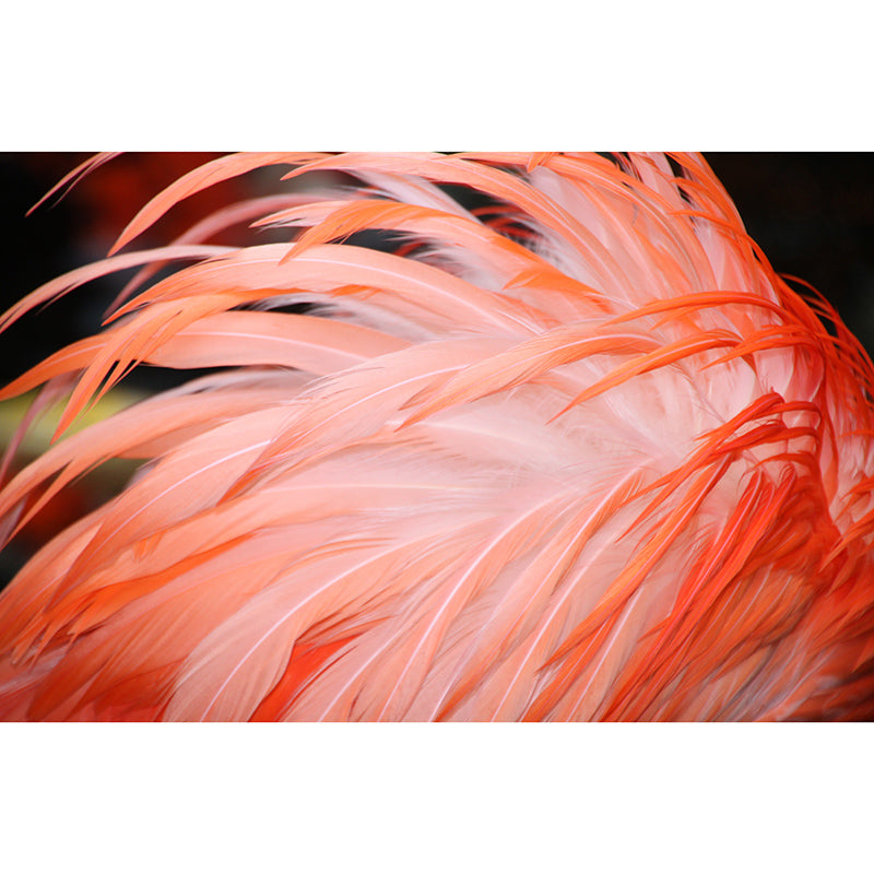 Bird Feather Wall Covering Water Resistant Wall Mural Decal for Living Room