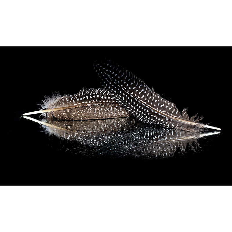 Feather Mural for House Interior Mildew Resistant, Custom Size Available