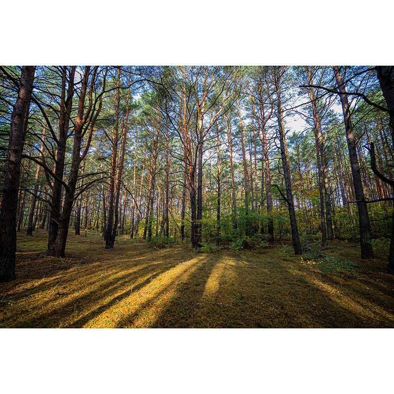 Green Forest Scenery Mural Wall Decor for Bedroom Study Room Reading Room