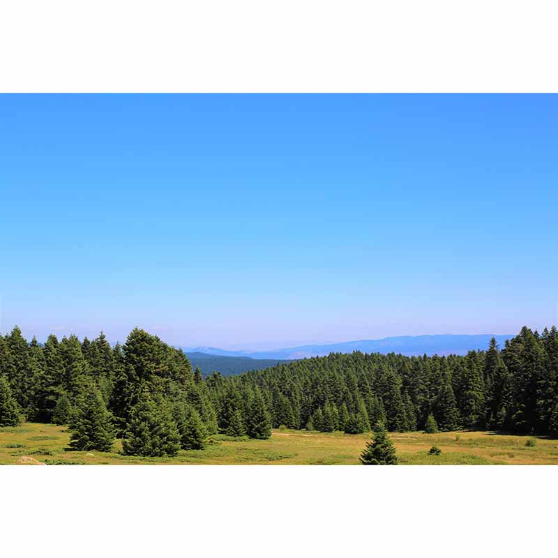 Mildew Resistant Wall Mural Wallpaper Forest Landscapes Pattern for Decoration