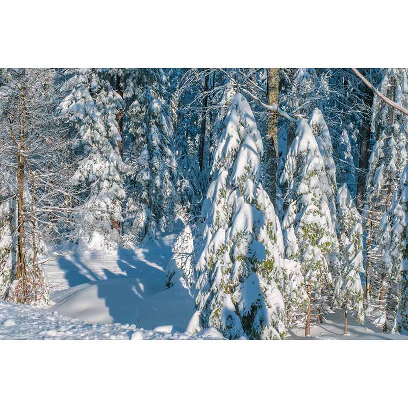 Wall Decor Forest Mildew Resistant Wall Mural Wallpaper Forest Landscapes Pattern