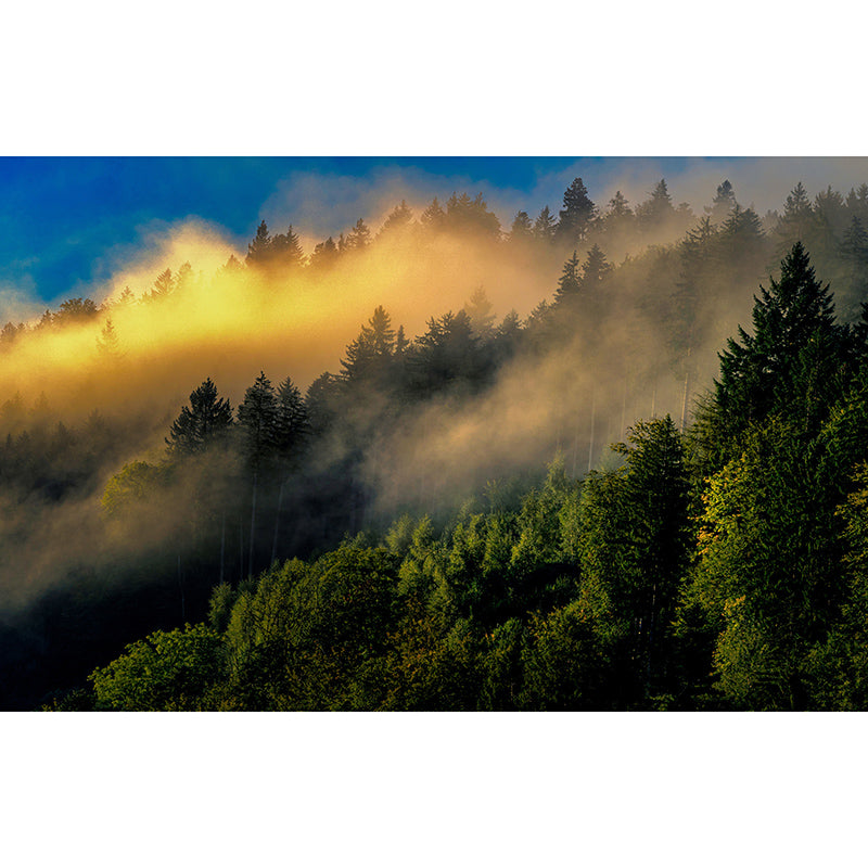 Forest Dense Wallpaper Mural for Bedroom, Water Resistant, Custom Size Available