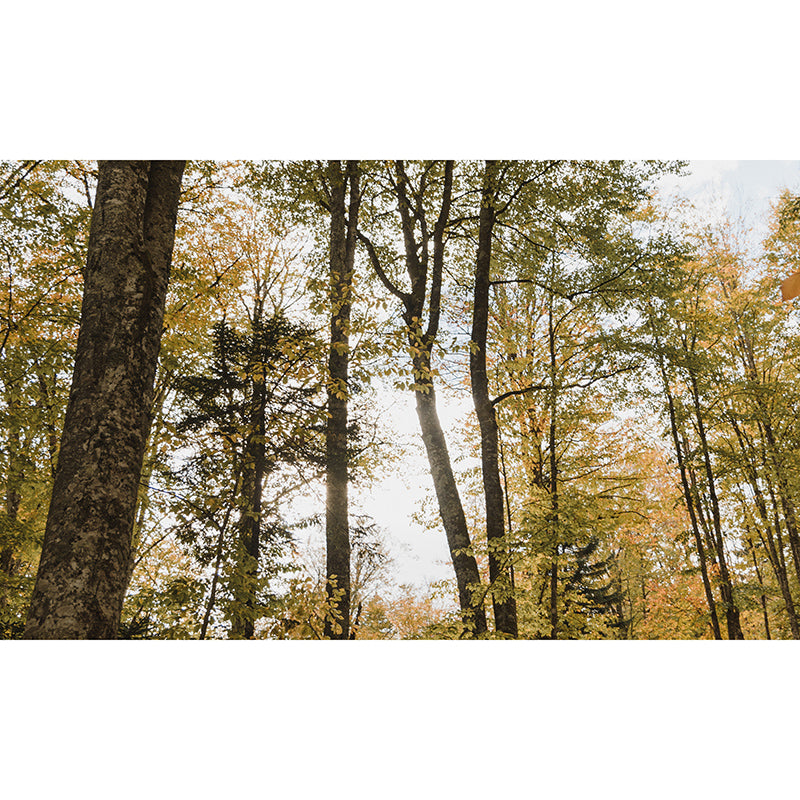 Dense Forest Wall Mural Decal for Living Room, Moisture Resistant, Custom Size Available