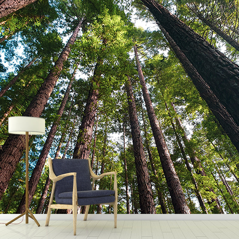 Dense Forest Wall Mural Decal for Living Room, Moisture Resistant, Custom Size Available