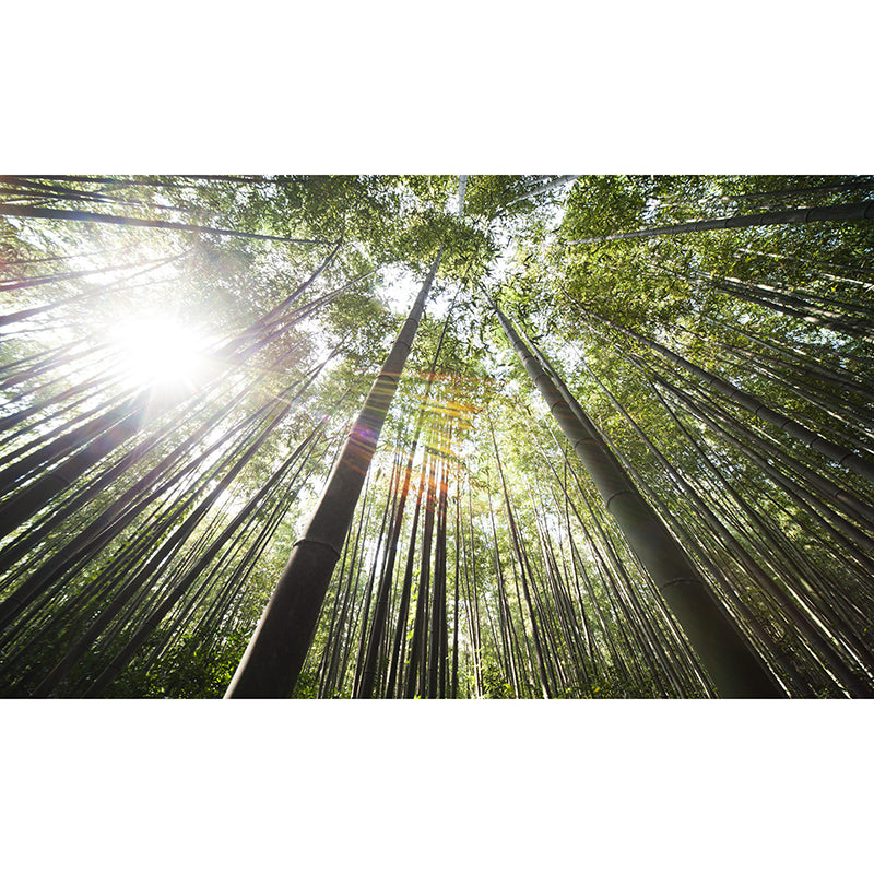 Forest Photo Mural Wallpaper for Reading Room, Moisture Resistant, Personalized