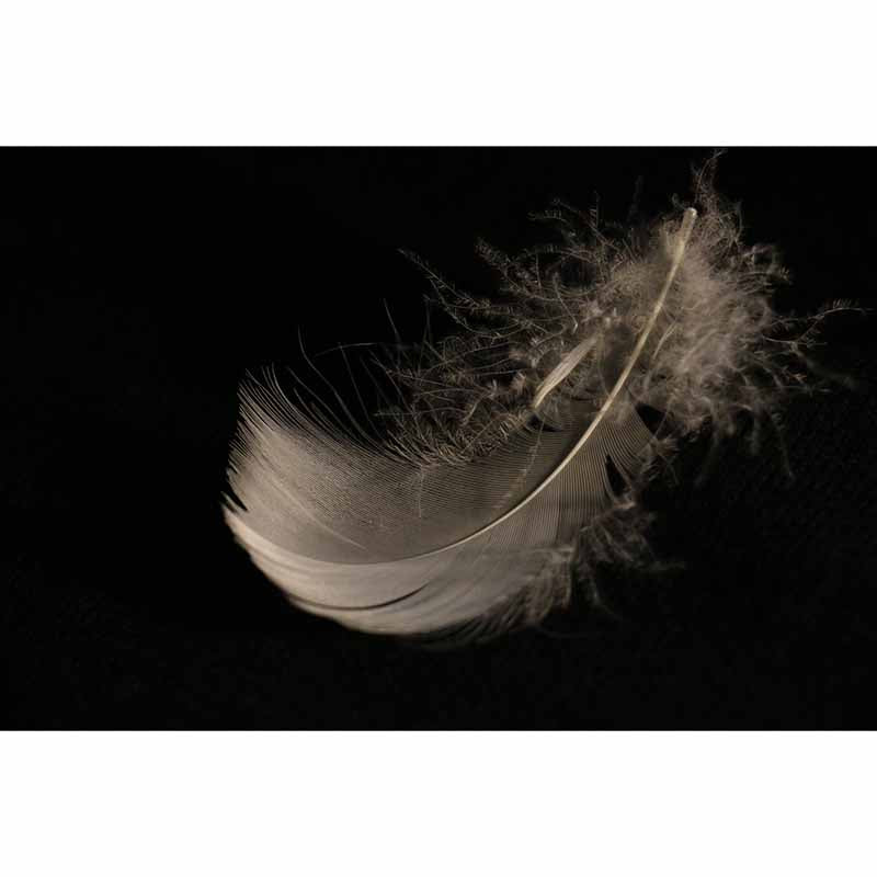 Minimalism Style Feather Mural Decal for Living Room Bedroom, Custom Size