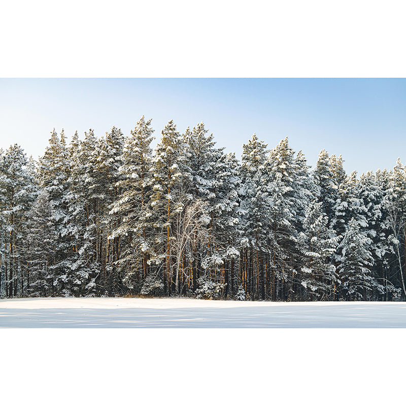 Contemporary Photography Forest Wall Mural Wallpaper Sleeping Room Wall Art