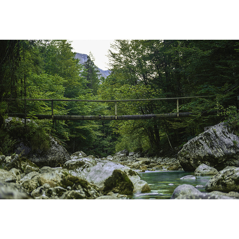 Contemporary Photography Forest Wall Mural Wallpaper Sitting Room Wall Art