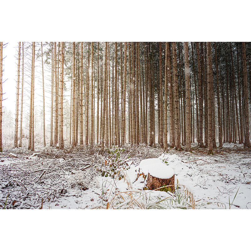 Wall Art Mural Photography Forest Wall Mural Wallpaper Bathroom