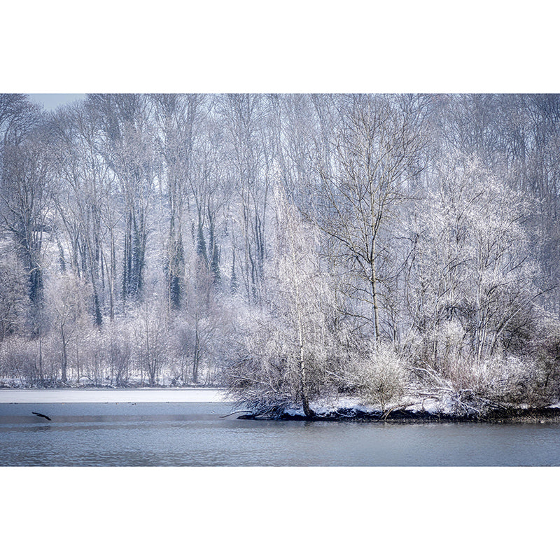 Wall Art Contemporary Forest Photography Wall Mural Wallpaper Dining Room