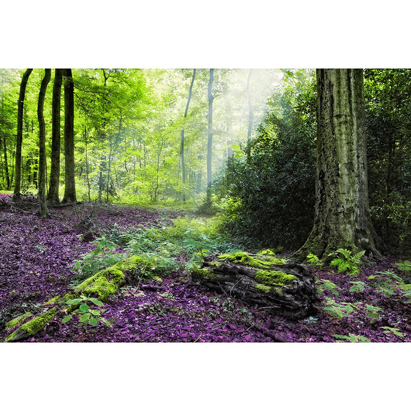 Living Room Contemporary Photography Forest Wall Mural Wallpaper Wall Covering