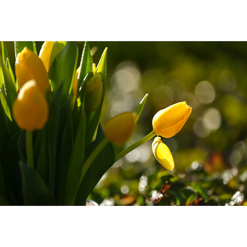 Yellow Flower Mural Wallpaper Bedroom Decorative Wall Art, Personalized Size