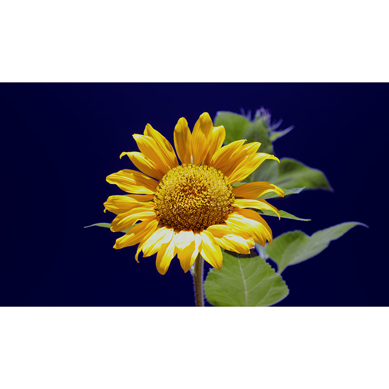Sunflower Flower Mural Wallpaper for Bedroom Decorative Wall Art, Personalized Size
