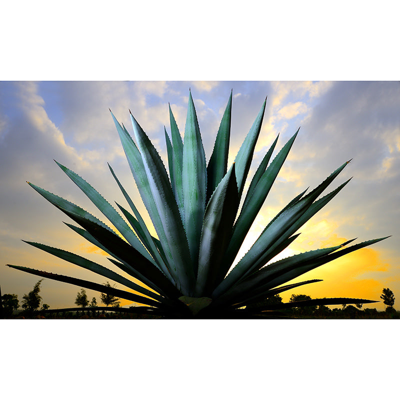 Agave Plant Wall Covering for Living Room Bedroom Home Decor, Customized Size