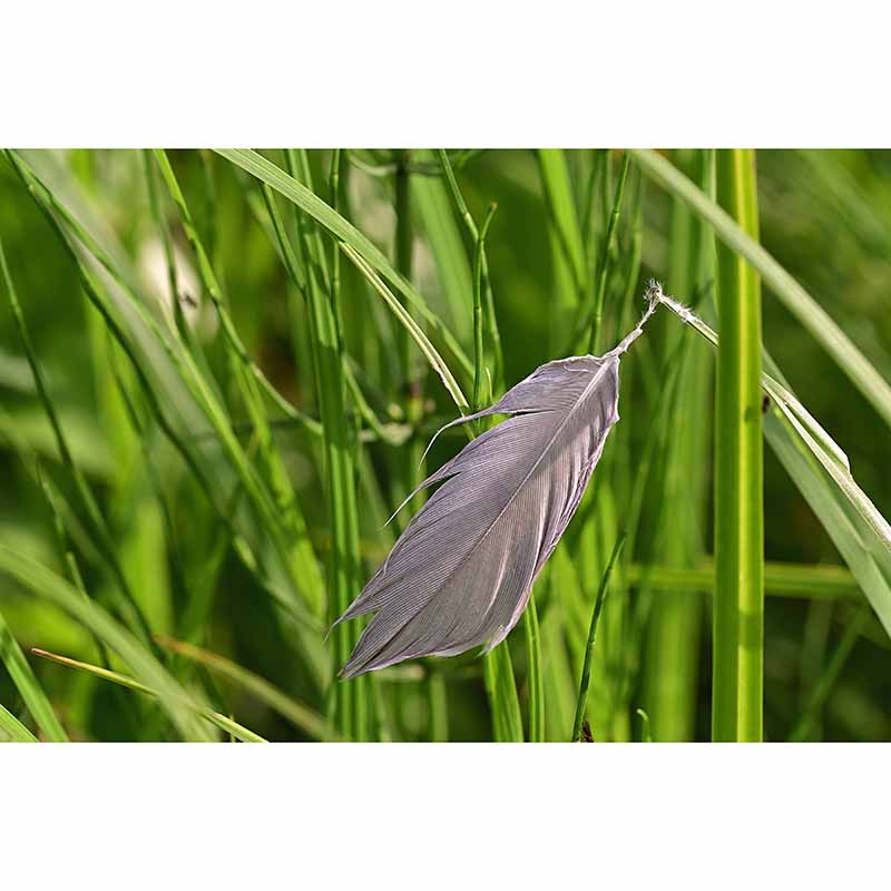 Simple Feather Photography Wall Murals Moisture Resistant, Made to Measure