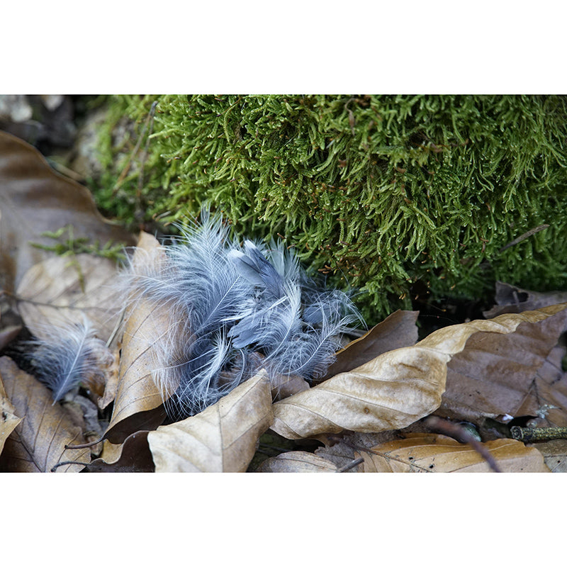 Environment Friendly Bird Feather Mural Decorative Wallpaper for Bedroom