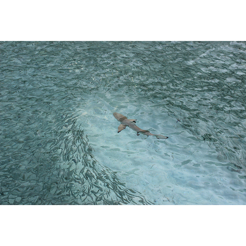 Eco-friendly Seabed Murals Photography Mildew Resistant Wall Murals for Bathroom