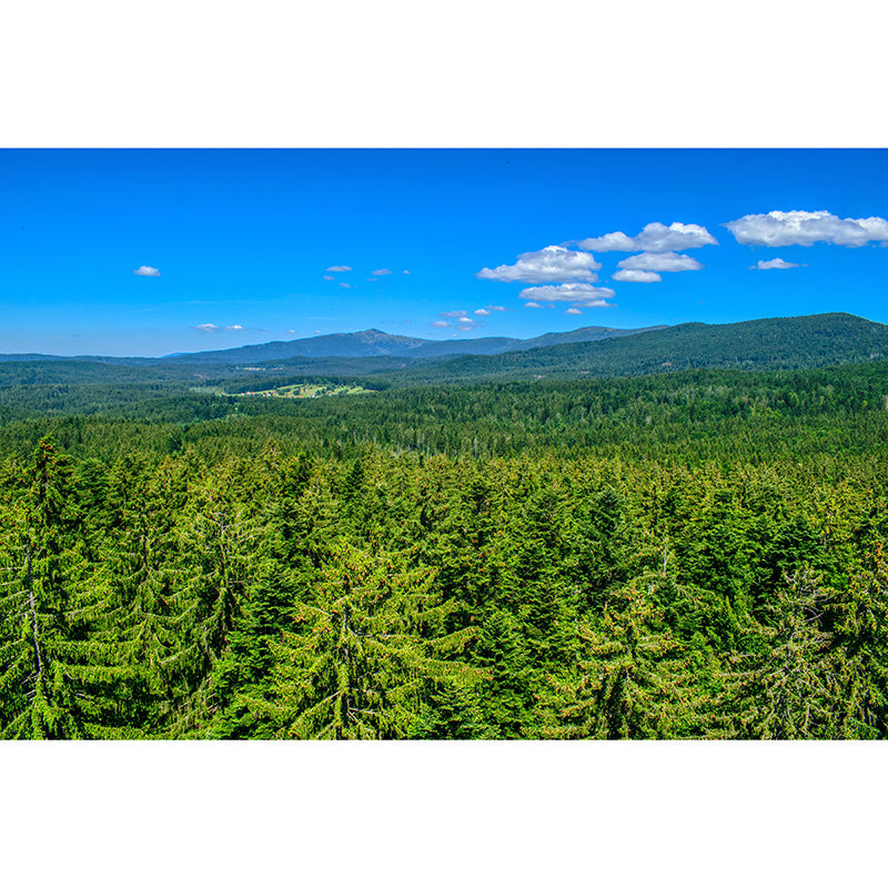 Bedroom Wall Mural Modern Forest Decorative Eco-friendly Wall Covering