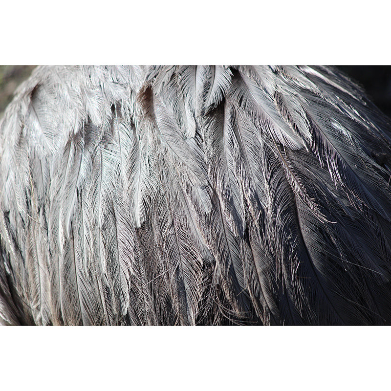 Beautiful Bird Feather Wall Mural Modern Mildew Resistant Wall Decor