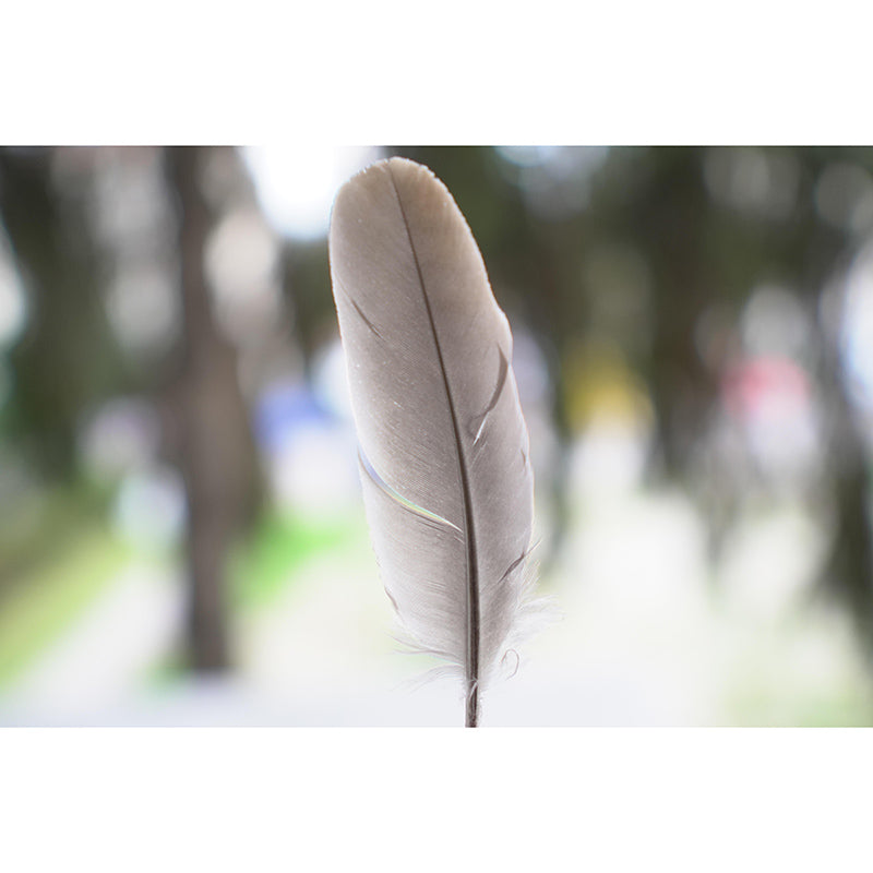 Bird Feather Mural Wallpaper Modern Mildew Resistant Wall Decor