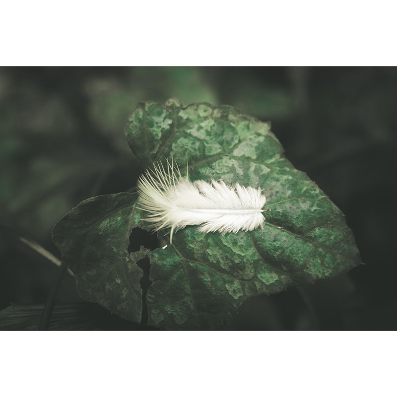 Living Room Wall Mural Wallpaper Modern Bird Feather Mildew Resistant Wall Decor