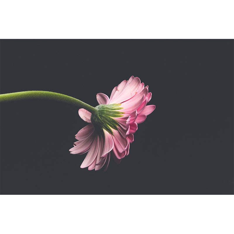 Blooming Flower Wall Murals Wallpaper Living Room Wall Murals