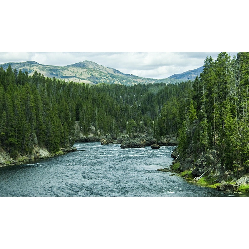 Contemporary Decorative Murals Forest Sitting Room Wall Murals