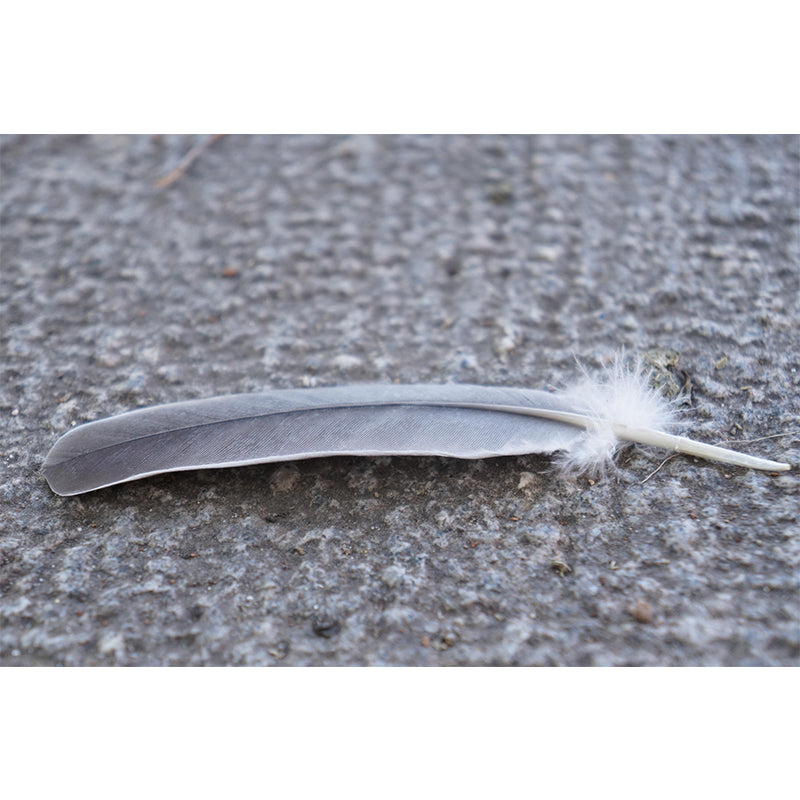 Photography Bird Feather Mural Eco-friendly Decorative Wallpaper Wall Decor