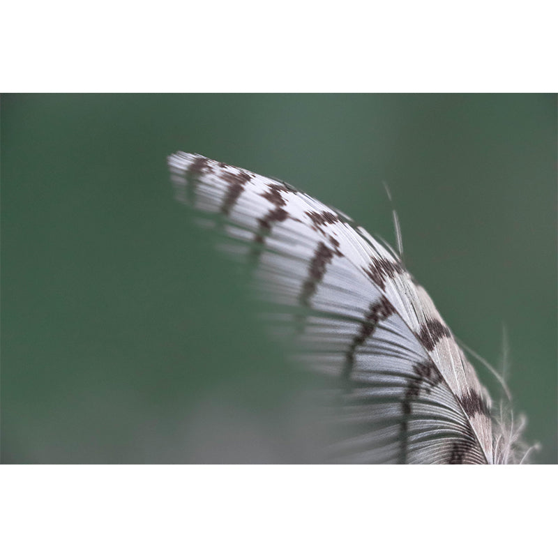 Photography Feather Customized Mural Eco-friendly Decorative Wallpaper for Room