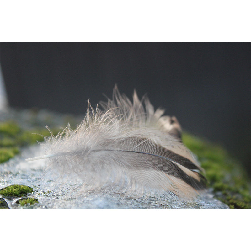 Horizontal Photography Feather Mural Eco-friendly Decorative Wallpaper Home Decor