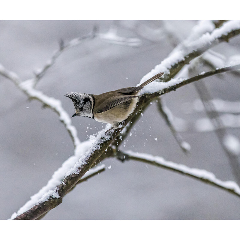 Wild Animal Contemporary Style Mural Mildew Resistant Bedroom Wall Art