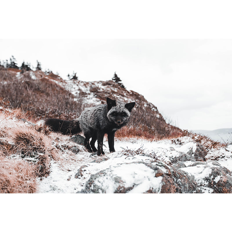 Fancy 3D Print Style Wild Animal Mural Mildew Resistant Room Wall Art