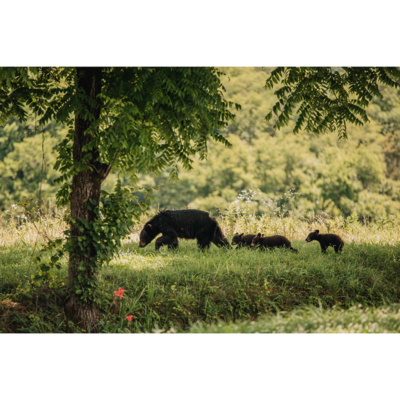 Mural 3D Contemporary Style Wild Animal Mildew Resistant Room Wall Covering