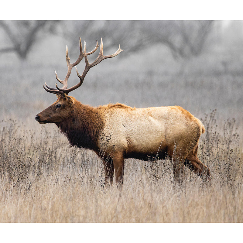 Mildew Contemporary Style Wild Animal Mural Wallpaper Resistant Wall Art