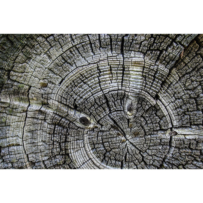 Industrial Style Wood Texture Mural Mildew Resistant for Living Room