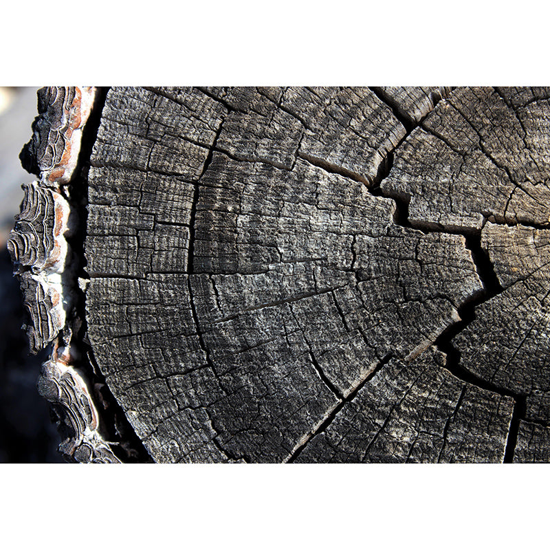 Industrial Style Wood Texture Mural Mildew Resistant for Bedroom