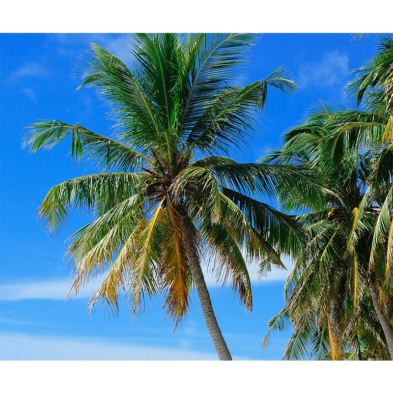 Tree Mildew Resistant Tropical Palm Mural Decorative Photography Home Decor