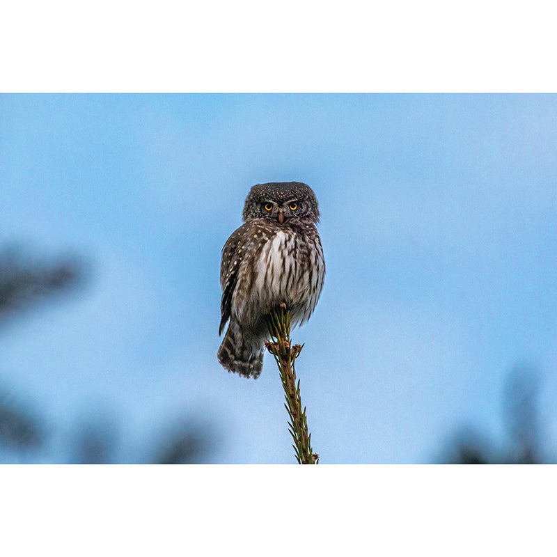 Natural Scene Wall Decor Wild Animal Mural Horizontal Photography Sleeping Room Wall Mural