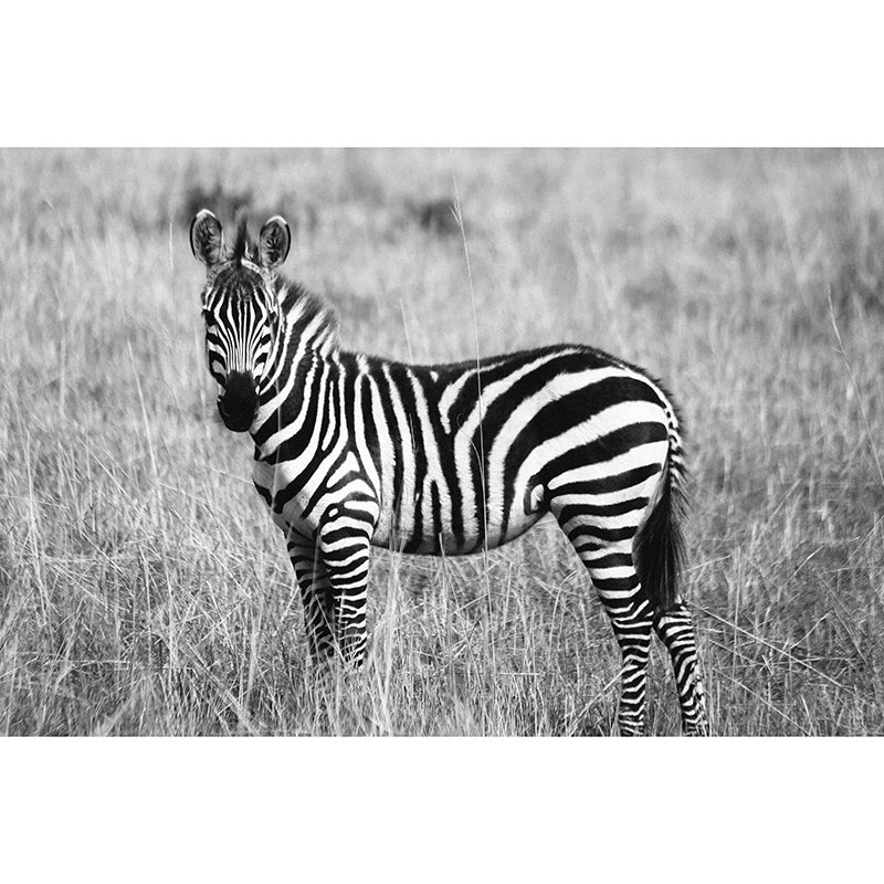 Contemporary Style Wild Animal Mural Horizontal Photography Sitting Room Wall Mural