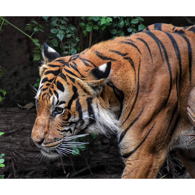 Natural Scene Contemporary Wild Animal Mural Horizontal Photography Bedroom Wall Mural