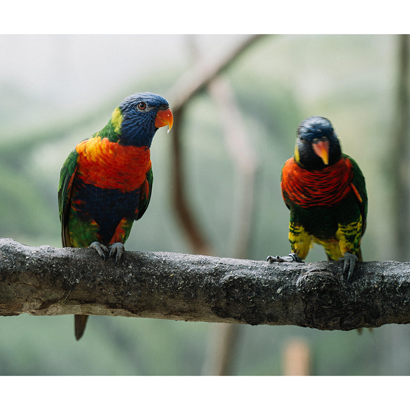 Eco-Friendly Wild Animal Mural Horizontal Photography Room Wall Mural