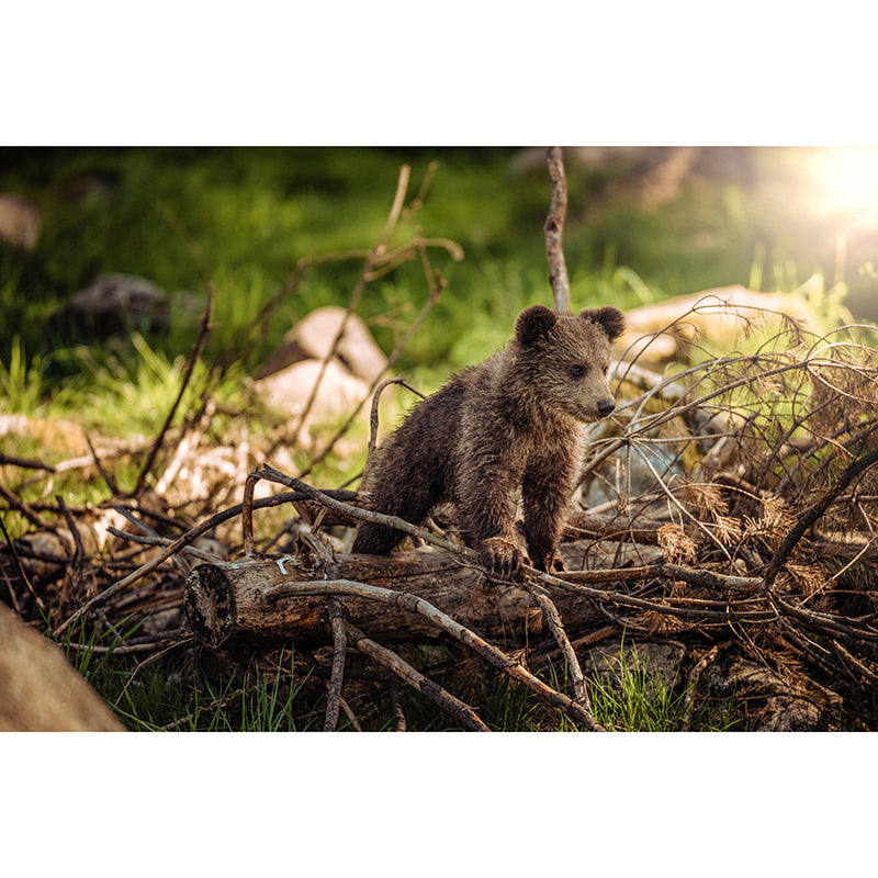 Wild Animal Contemporary Style Mural Horizontal Photography Living Room Wall Mural