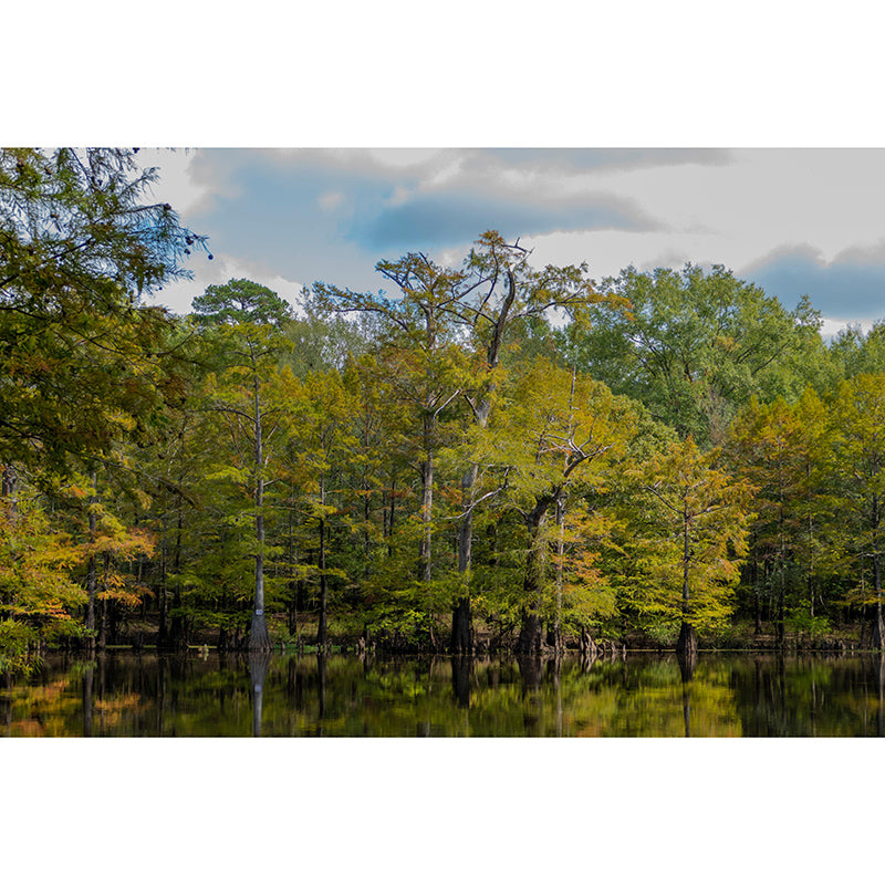 Autumn Forest Style Forest Mural Horizontal Photography Sleeping Room Wall Mural