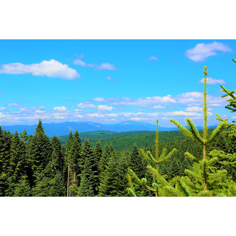 Forest Mountain Style Forest Mural Horizontal Photography Sitting Room Wall Mural