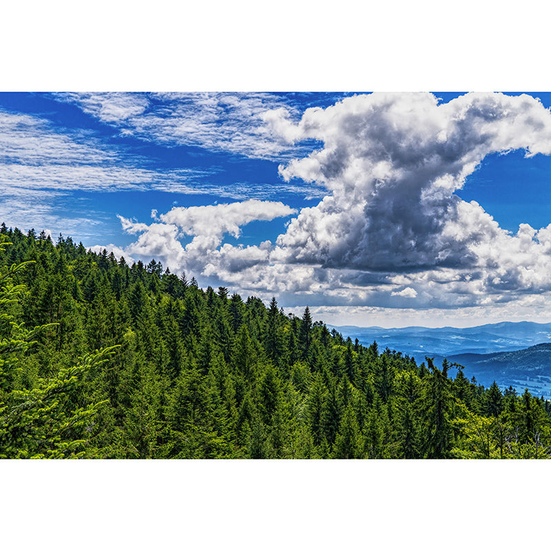 Natural Sky Forest Mural Horizontal Photography Room Wall Mural