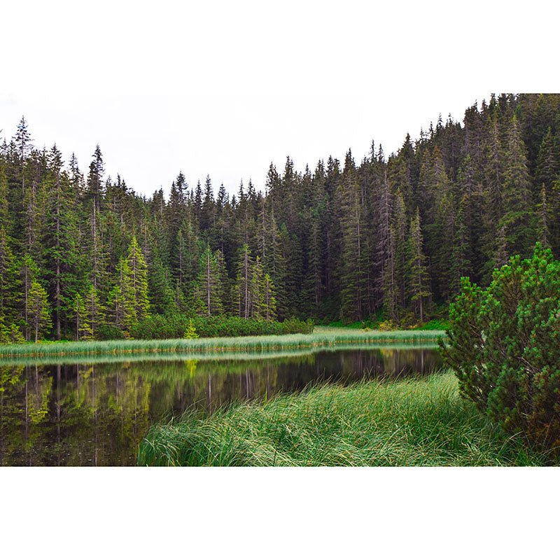 Forest 3D Print Contemporary Mural Horizontal Photography Bedroom Wall Mural