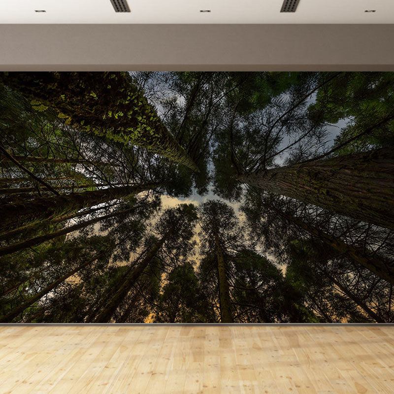 Natural Scene Contemporary Style Forest Mural Horizontal Photography Room Wall Mural