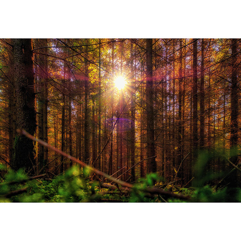 Contemporary Style Forest Mural Horizontal Photography Living Room Wall Mural